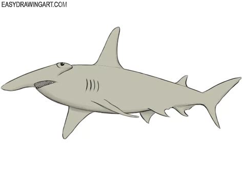 How to Draw a Hammerhead Shark - Easy Drawing Art