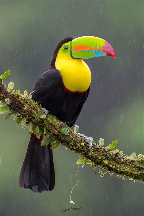 Keel-Billed Toucan | Colorful Toucan on a Branch