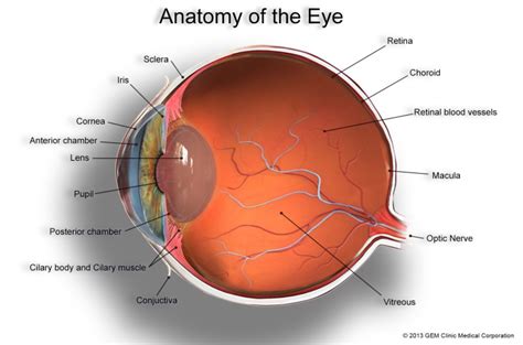 About Basic Eye Anatomy | GEM Clinic Medical Corporation