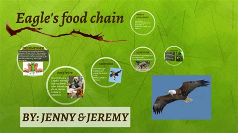 Eagle's food chain by Loh Jeremy on Prezi