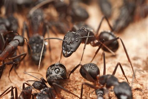 Carpenter Ant Vs Black Ant - Identifying and Telling Them Apart