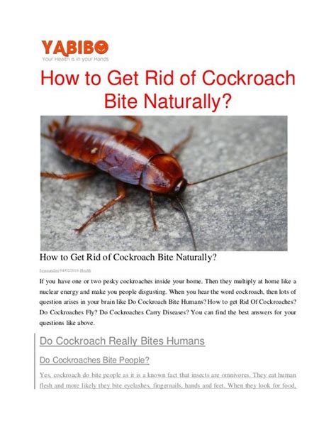 How do cockroach bites feel like? - Quora