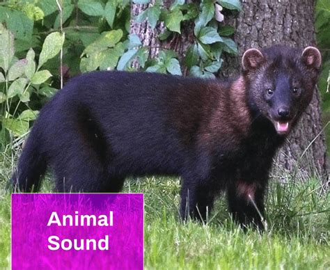 fisher cat sounds at night - Berna Walls