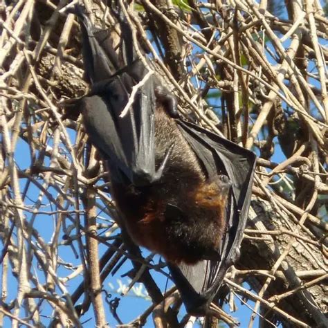 Black Flying Fox - Facts, Diet, Habitat & Pictures on Animalia.bio