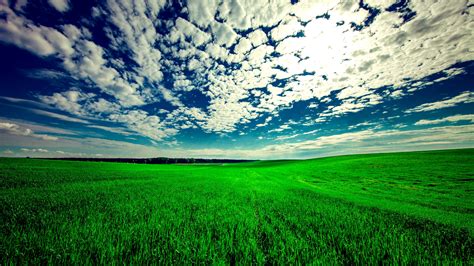 Field Of Grass Wallpaper - MAXIPX