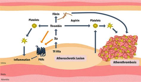 Is Aspirin An Anticoagulant : Anticoagulant Rodenticide Toxicity - When should aspirin be used ...