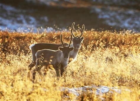 Year of the Reindeer - Reindeer Facts & Fun | Visit Finnish Lapland