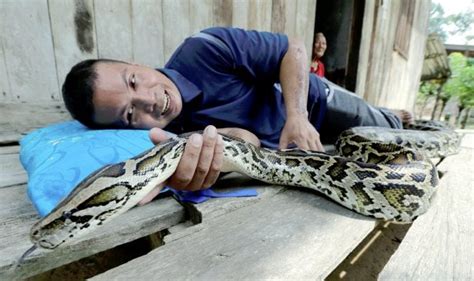 Ular Sawa Makan Orang - Tikus akan dimakan oleh ular sawah yang berperan sebagai konsumen ...