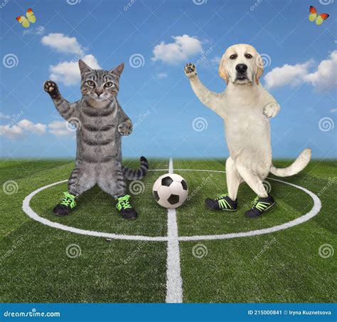 Cat and Dog Playing Soccer 3 Stock Image - Image of play, background: 215000841