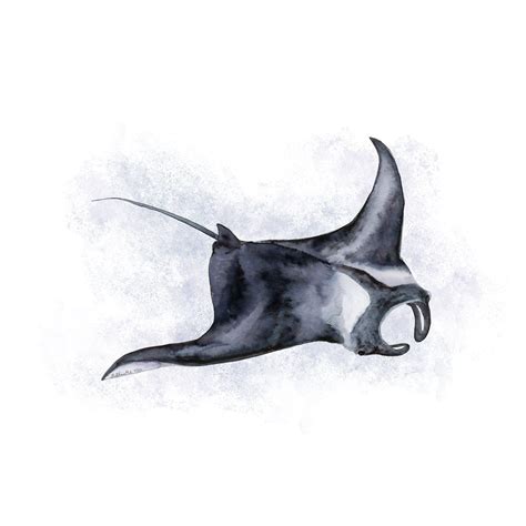 Manta Ray Watercolor - Sea Life Print | Sea life art, Manta ray, Watercolour nursery art