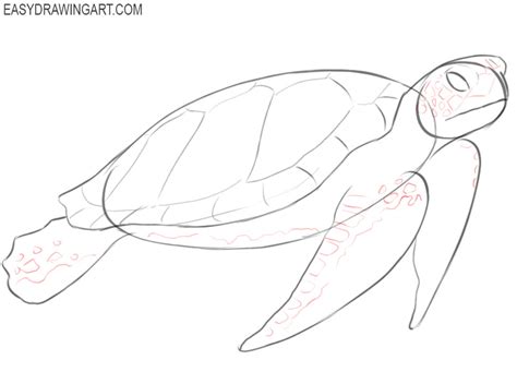 Sea Turtle Drawing How To Draw A Sea Turtle Step By Step | Porn Sex Picture