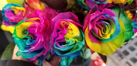 Rainbow Roses — Pike Place Flowers