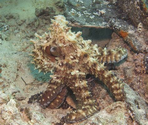 Octopus on a coral reef stock image. Image of camouflaged - 32671307