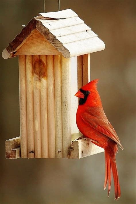 The Cardinal Bird Feeder - What Works Best? - Best Bird Feeders | Best ...