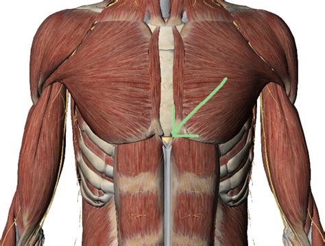 Xiphoid Process: Sternum Lump Pain Treatment