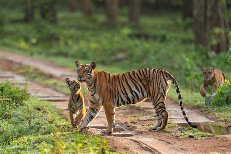 The Iconic Tigers Of India | Nature inFocus