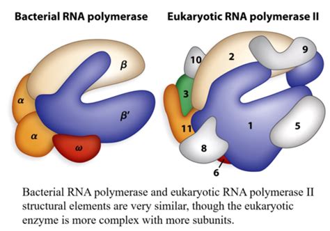 Prokaryotic Transcription Flashcards | Quizlet