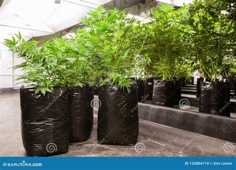 Indoor Marijuana Big Plants in Grow Bags Stock Photo - Image of plant, dispensary: 135804710