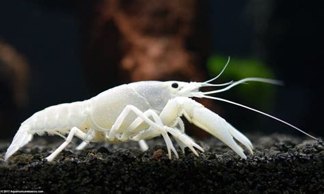 White Crayfish: Care, Size, Feeding, Tankmates & Molting - Video