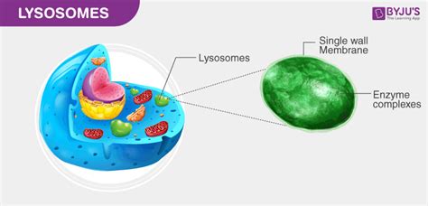 Lysosomes (Structure, Definition, Function & Diagram)