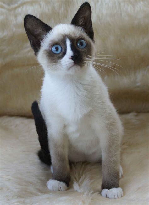 Snowshoe Tonkinese Cat | Snowshoe cat, Cat facts, Siamese cats facts