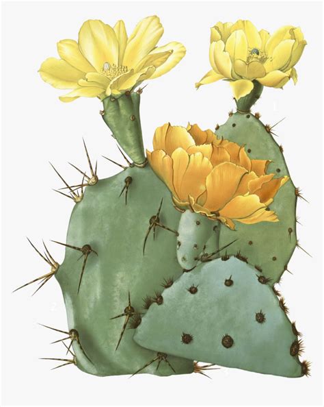 Drawn Cactus Prickly Pear Cactus Pencil And Color - Prickly Pear Cactus Transparent, HD Png ...