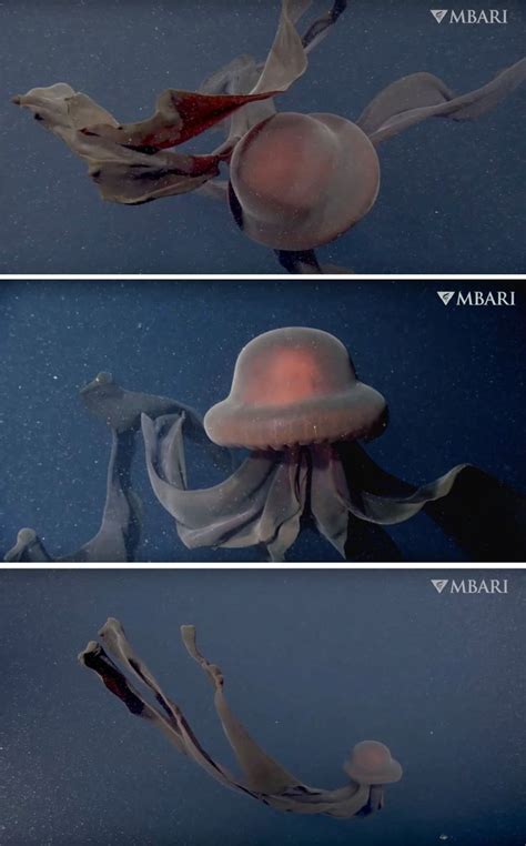 A Rare Encounter with the Elusive Giant Phantom Jellyfish Captures Its ...