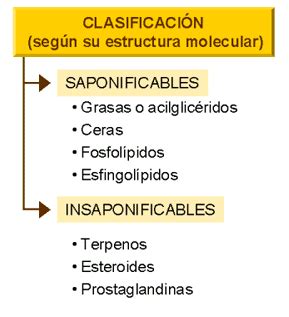 alimentos: LIPIDOS