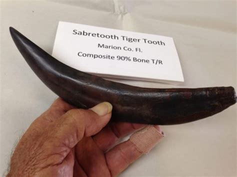 Saber Tooth Tiger Tooth Fossil - Fossils & Artifacts for Sale | Paleo Enterprises