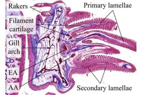 Fish Gill: Types, Structure And Function - Fish Article