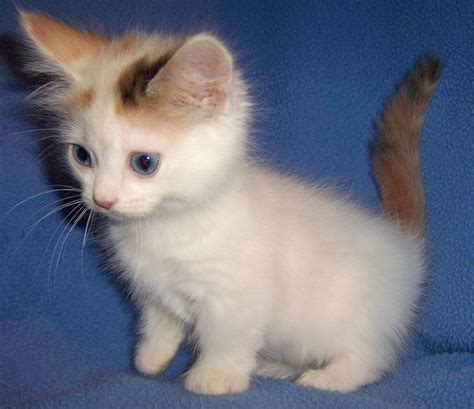 Baby Munchkin Cat For Sale - Cat's Blog