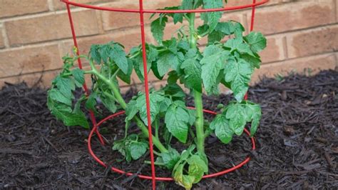 How To Use Tomato Cages The Right Way! 5 Steps To Success