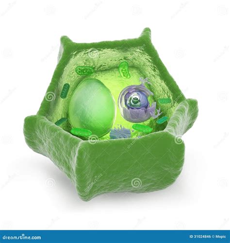 Plant Cell Cutaway Illustration Royalty Free Stock Image - Image: 31024846