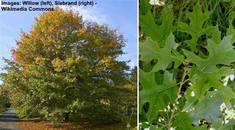 49 Types of Oak Trees (with Pictures): Identification Guide