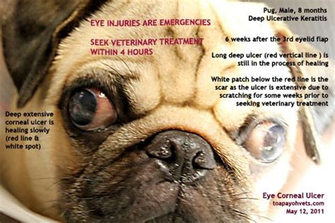 pug health problems | Pug health problems, Pedigree dog, Pugs