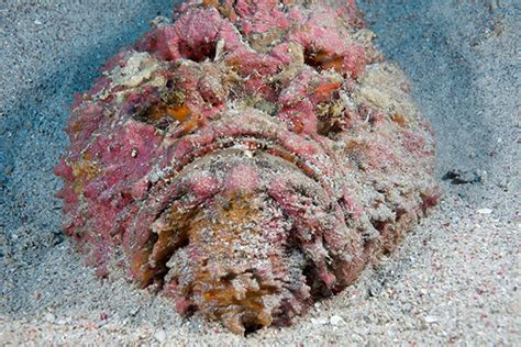 The Oceans Most Venomous Fish - Reef Stonefish | Siladen Resort & Spa in Bunaken, North Sulawesi ...