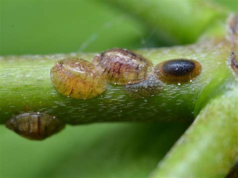 How To Identify And Control Scale Insects