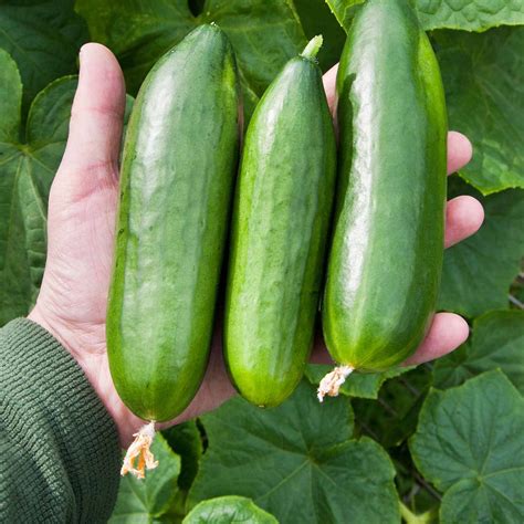 A Brief Guide to Types of Cucumbers