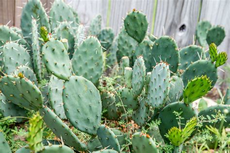 Prickly Pear Cactus: Plant Care & Growing Guide