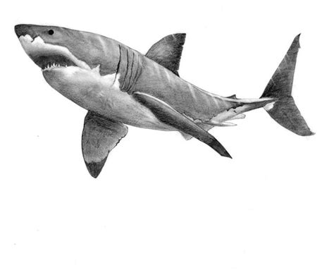 a drawing of a great white shark in black and white canvas print on wall art