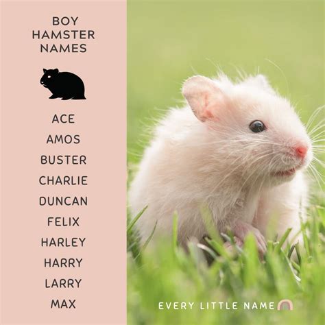 240+ Best Hamster Names (Cute, Funny, and Quirky) - Every Little Name