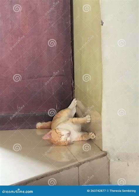 The Orange Cat is Sleeping with Funny Way Stock Image - Image of funny, sleeping: 263742877