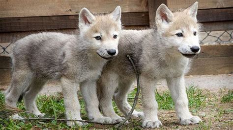 White Wolf : Rare Arctic Wolf Pups Arrive In Minnesota