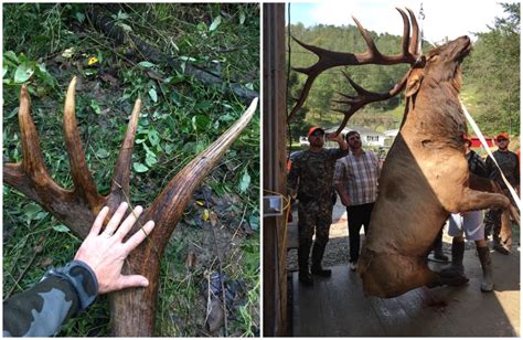 Fair-Chase 400-Inch Bull Elk — In Kentucky? | Grand View Outdoors