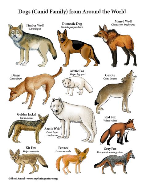 Dogs (Canid Family) from Around the World - Mini-Poster (Color)