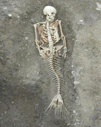 Are Mermaids Extinct - Resume Themplate Ideas