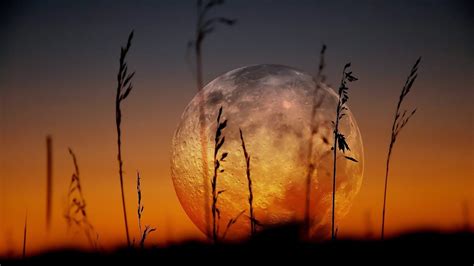 Moonlit Sunset Silhouettes - 4K Ultra HD Wallpaper