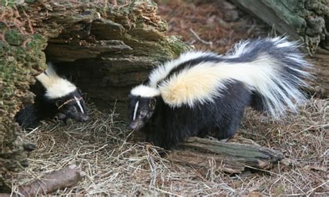 Why Do Skunks Spray?