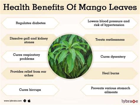 Mango Leaves Benefits And Its Side Effects | Lybrate