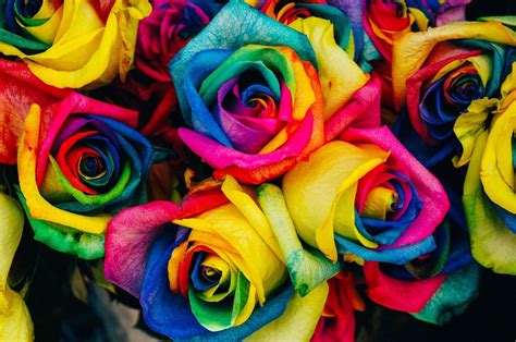 Are Rainbow Roses Real? | Plant Addicts